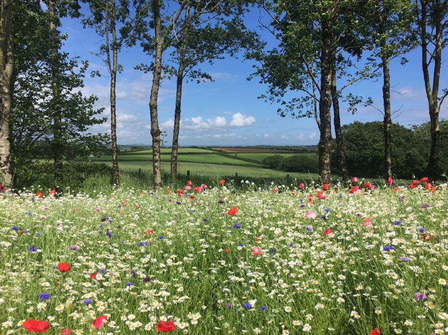 Meadow Retreat at Southern Halt