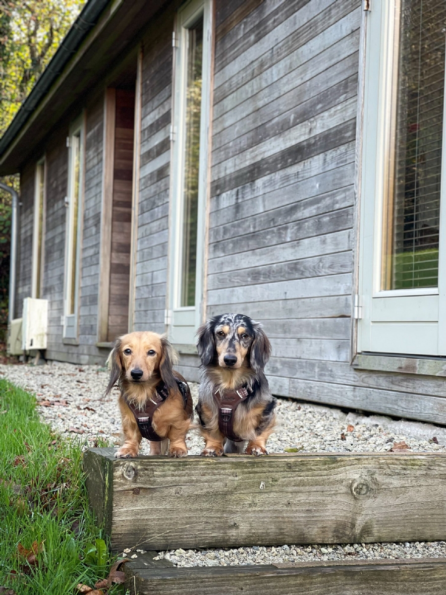 Dogs Stay Free January & February